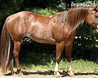 all-around-quarter-horse