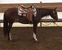 ranch-quarter-horse