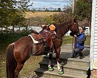 ranch-versatility-quarter-horse