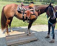 ranch-work-quarter-horse