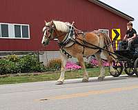 husband-safe-belgian-horse