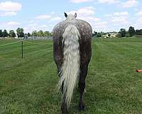 all-around-percheron-horse