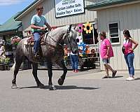 athletic-percheron-horse