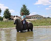 trail-riding-percheron-horse