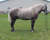 grey-light-mane-tail-horse