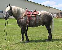 husband-safe-percheron-horse