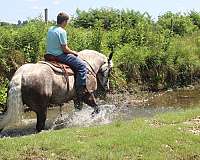 parade-percheron-horse