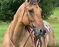 ranch-quarter-horse