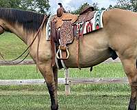 trail-quarter-horse