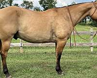 cutting-quarter-horse