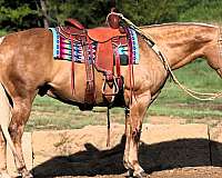 harness-performance-gelding