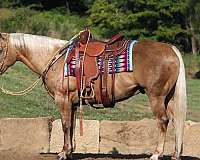 palomino-harness-performance-horse