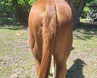 5panel-nn-paint-horse