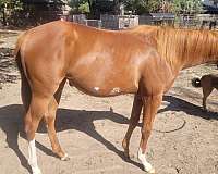 badger-face-paint-horse