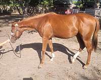 badger-paint-horse