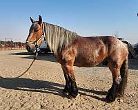 bdhca-draft-horse