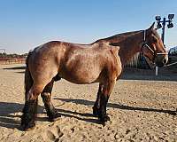 brabant-draft-horse