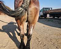 draft-horse