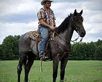 all-around-draft-horse