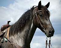 cowboy-mounted-shooting-draft-horse