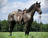 cross-draft-horse