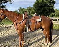 sorrel-sock-left-hind-horse