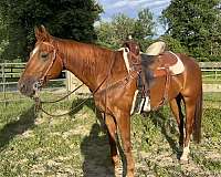 pastern-right-hind-horse