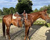 sorrel-pastern-right-hind-horse