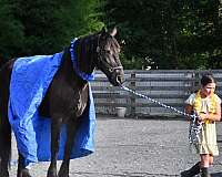 flashy-friesian-horse