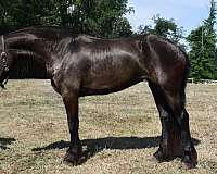 family-friesian-horse