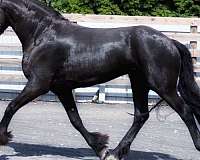 trail-friesian-horse