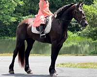 husband-safe-friesian-horse