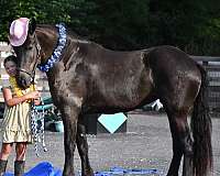 driving-friesian-horse