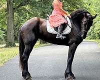 eventing-friesian-horse