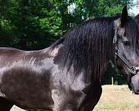 dressage-friesian-horse