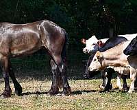 foxhunter-friesian-horse