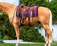 palomino-see-pics-horse