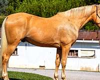 flashy-tennessee-walking-horse