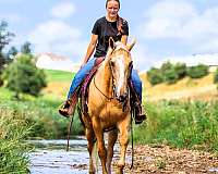 gaited-tennessee-walking-horse