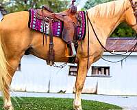 family-tennessee-walking-horse