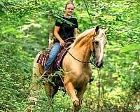 husband-safe-tennessee-walking-horse