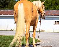 all-around-tennessee-walking-horse