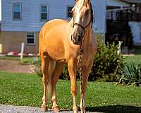 athletic-tennessee-walking-horse