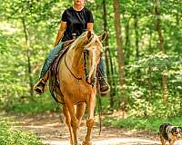 beginner-tennessee-walking-horse