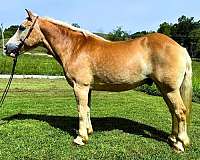 palomino-see-pics-horse