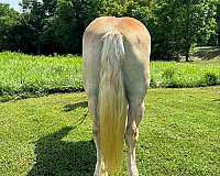 flashy-haflinger-horse