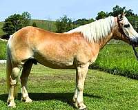 family-haflinger-horse