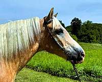 trail-haflinger-horse