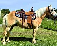 husband-safe-haflinger-horse