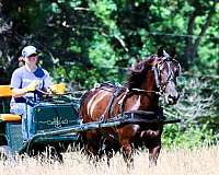 flashy-morgan-horse